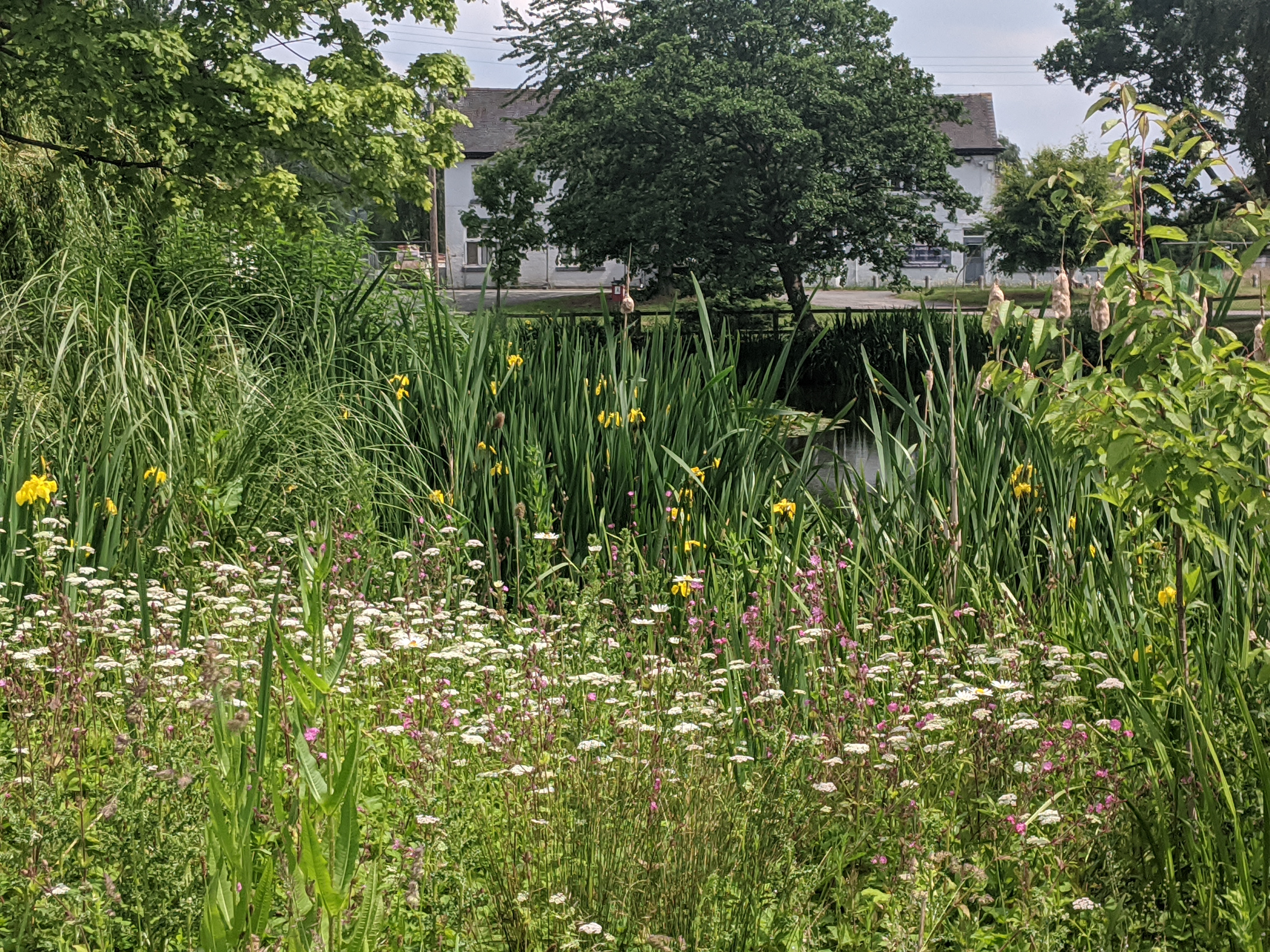 Flowers by the pond on the green, June 15th